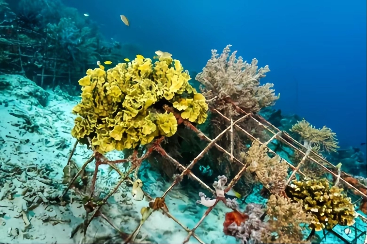 Building Homes for Marine Life